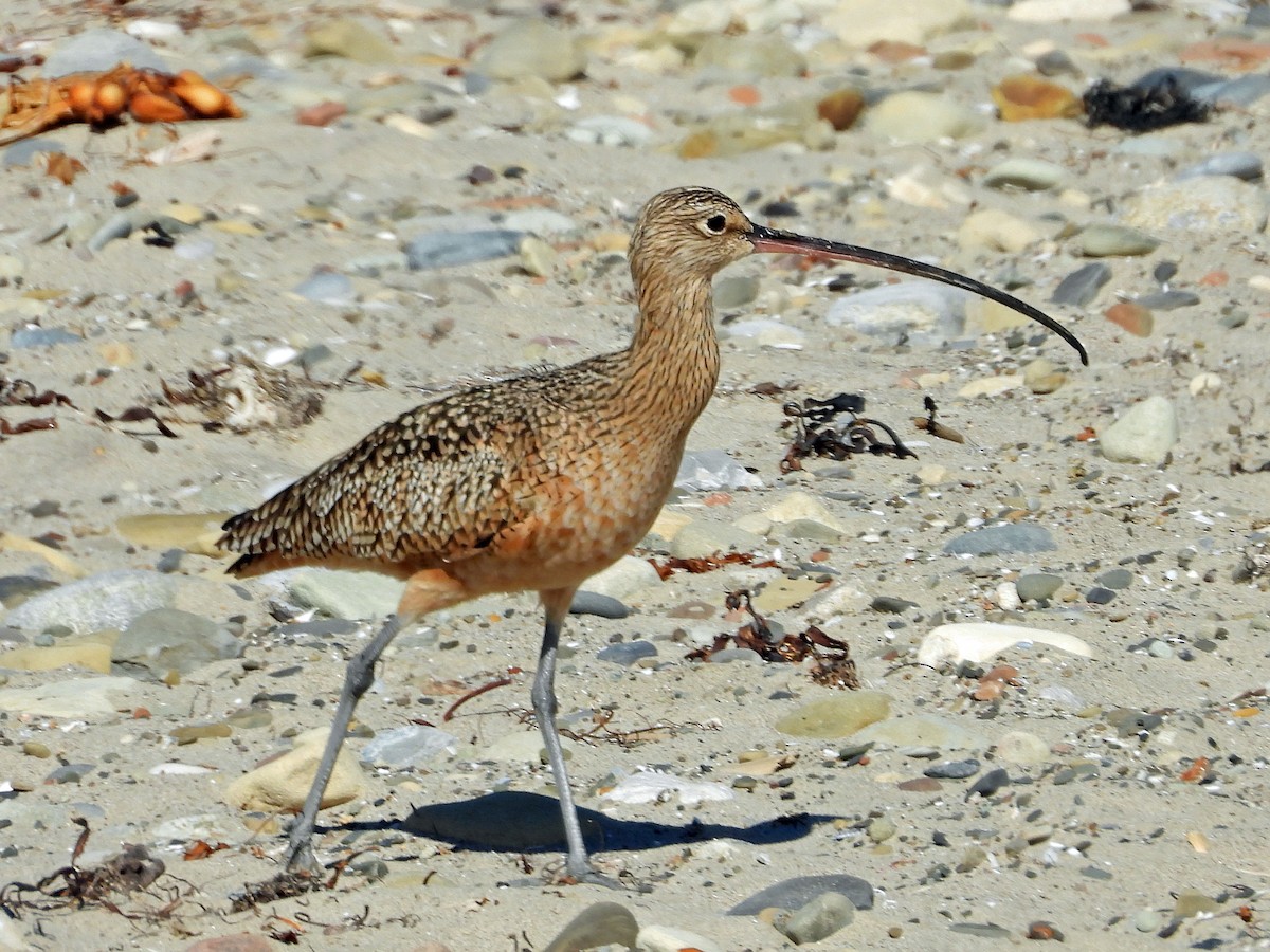 Long-billed Curlew - Peter Jungblut