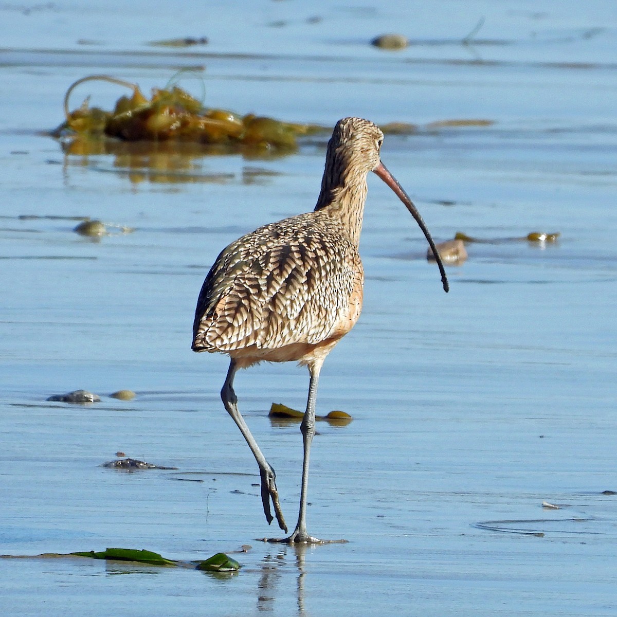 Long-billed Curlew - ML611114451