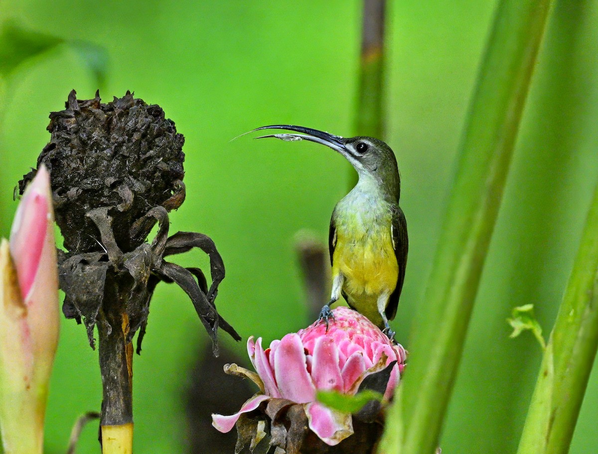 Little Spiderhunter - ML611114453