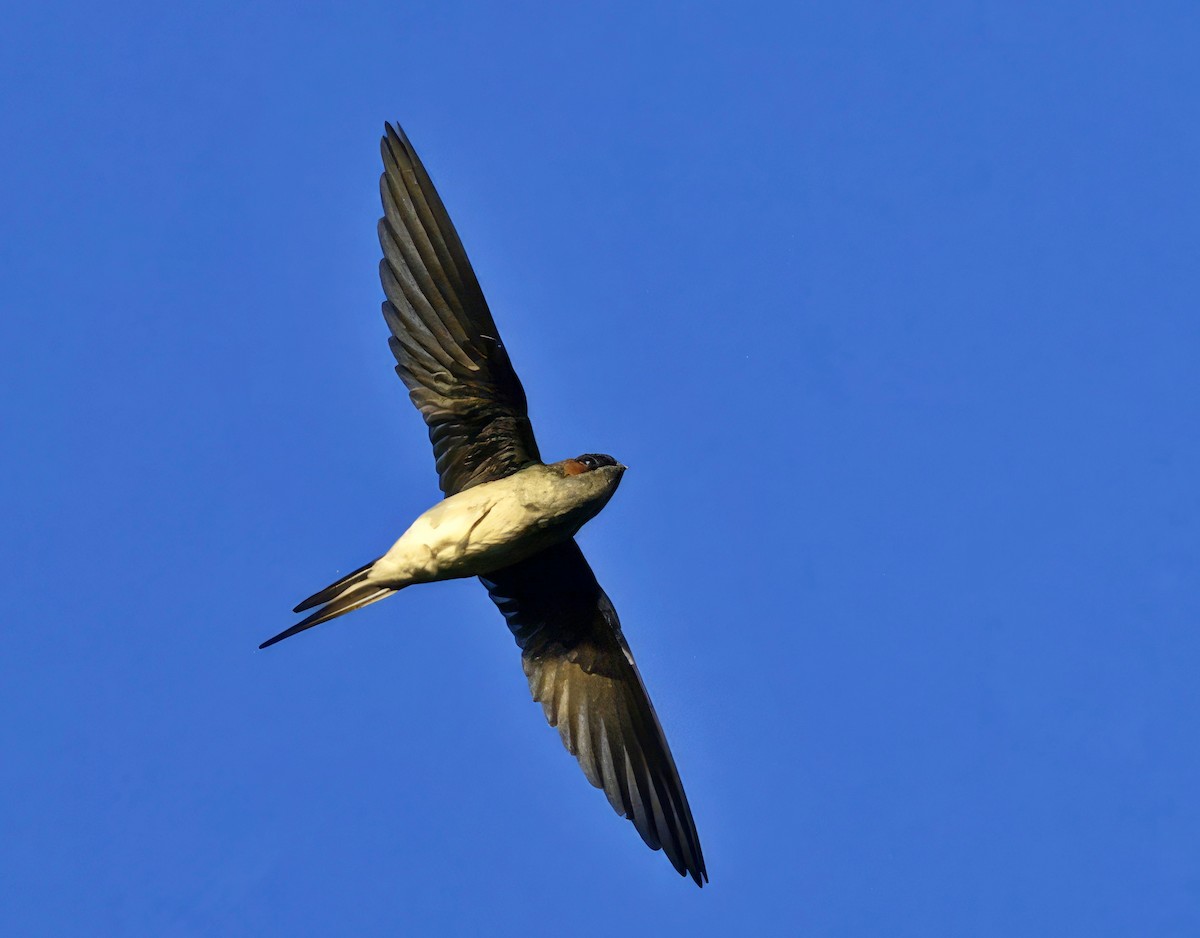 Gray-rumped Treeswift - Amar-Singh HSS