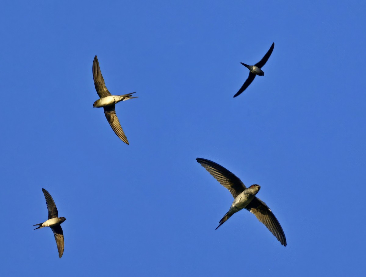 Gray-rumped Treeswift - ML611114464