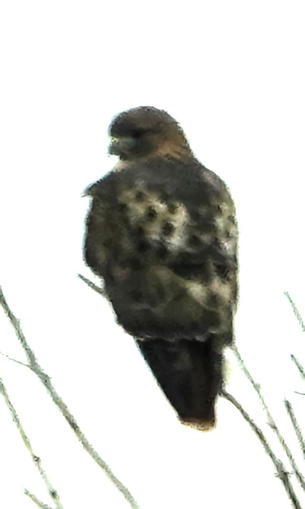 Red-tailed Hawk - Doug Wassmer