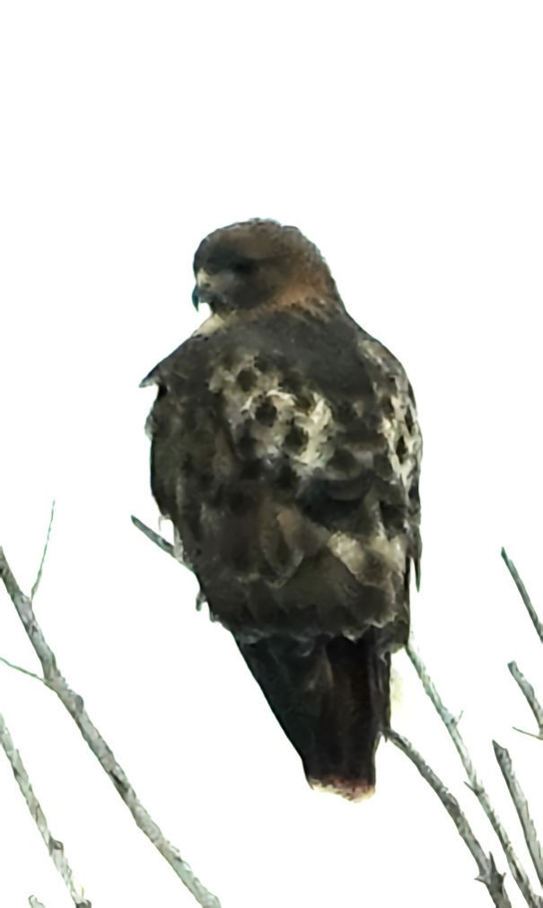 Red-tailed Hawk - ML611114468