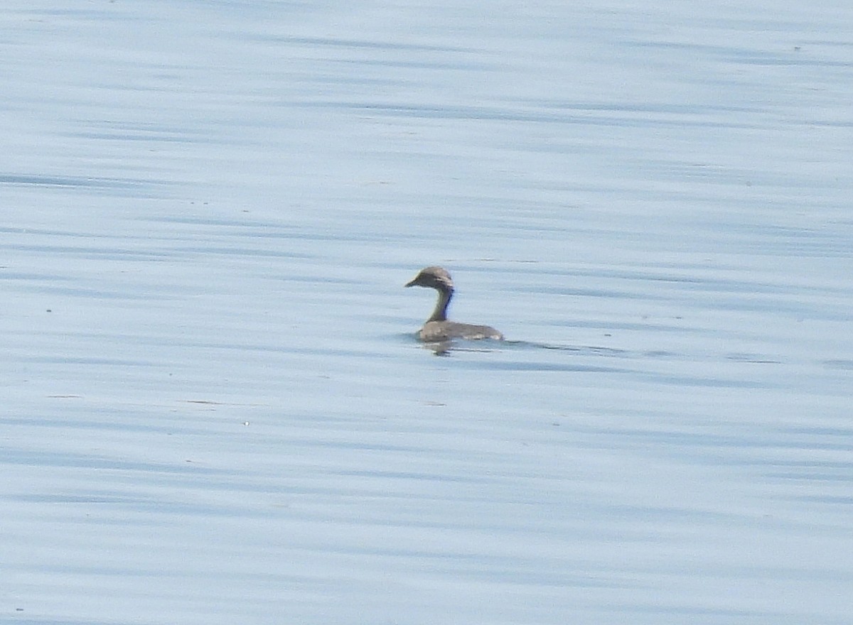 Hoary-headed Grebe - ML611114600