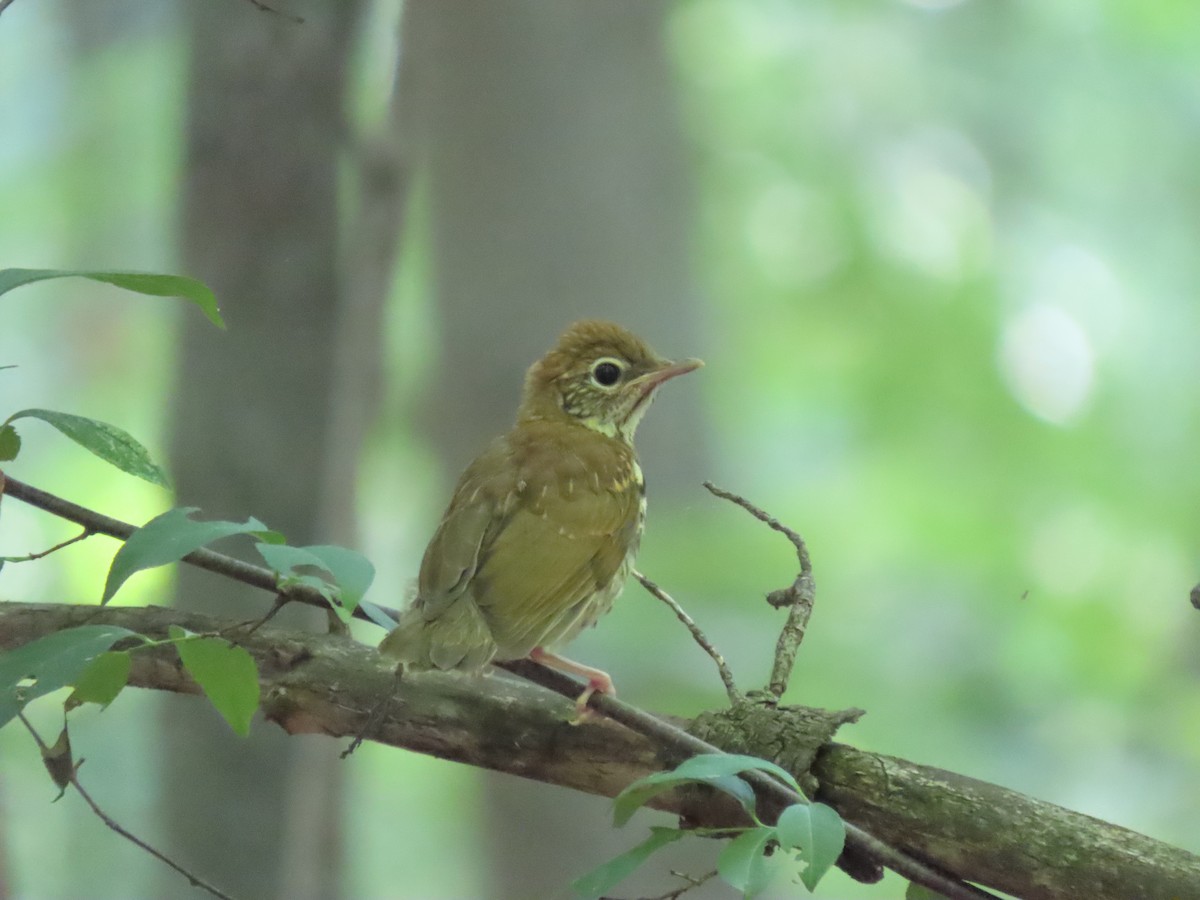 Wood Thrush - Collin Smith
