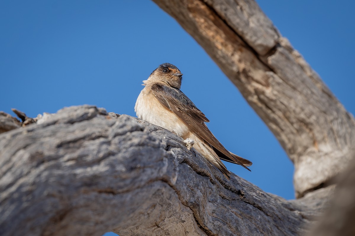 Tree Martin - ML611114762