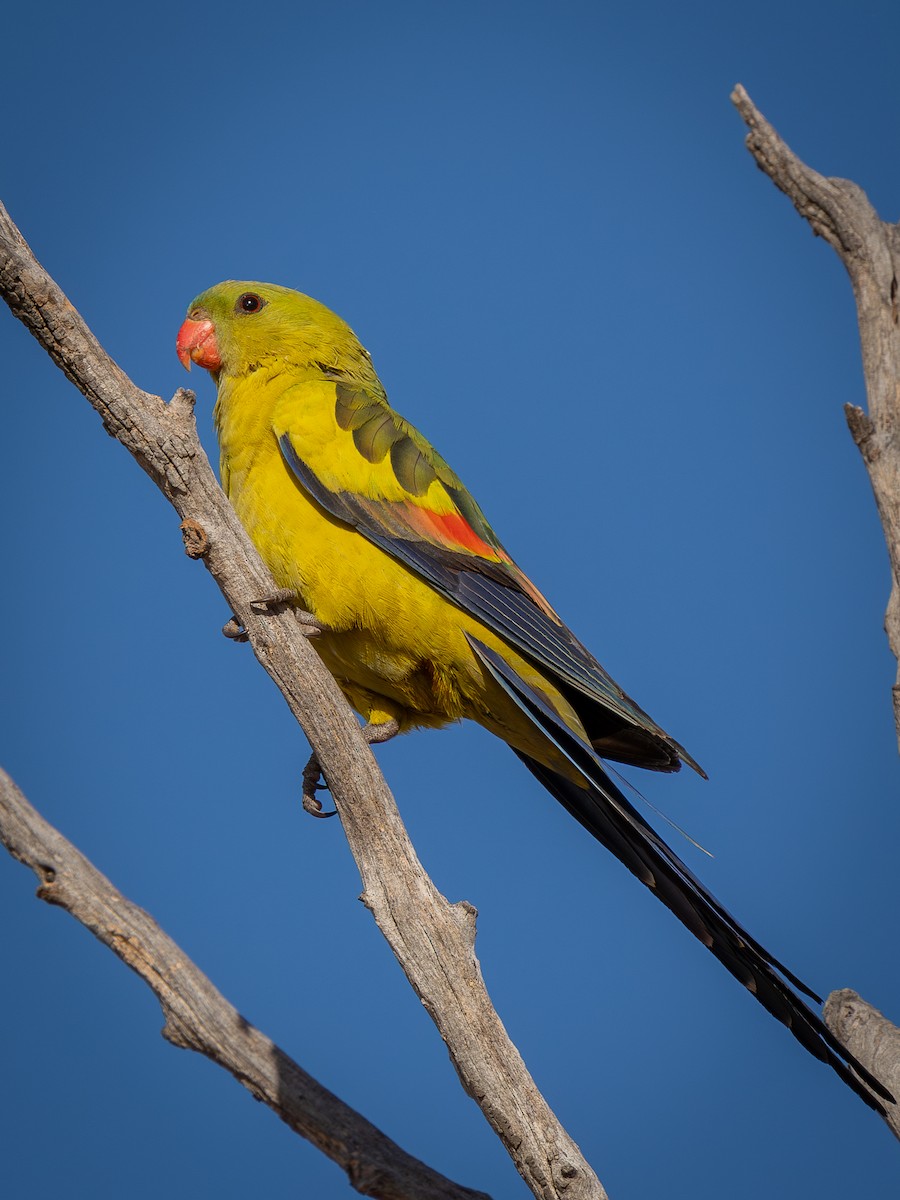 Regent Parrot - ML611114770