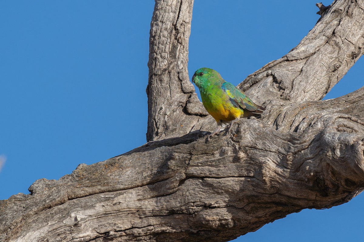 Red-rumped Parrot - ML611114787