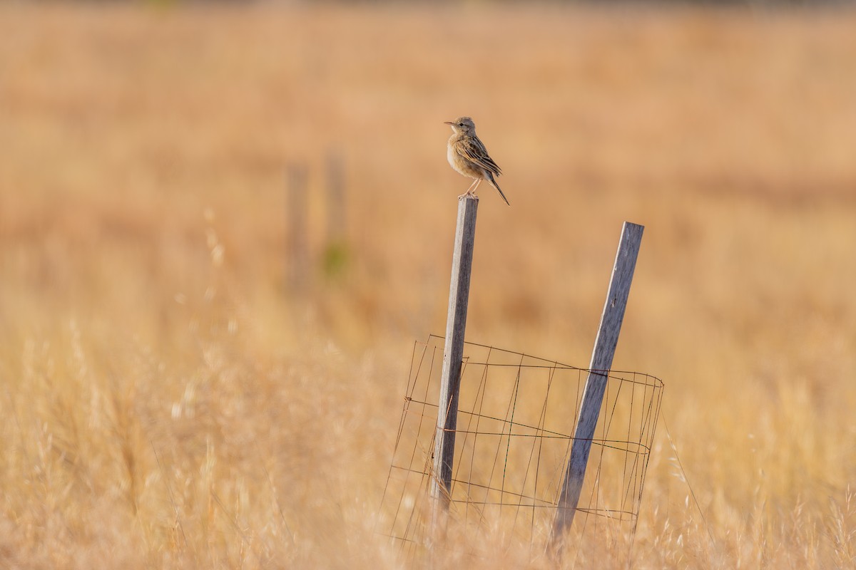 Australian Pipit - ML611114791