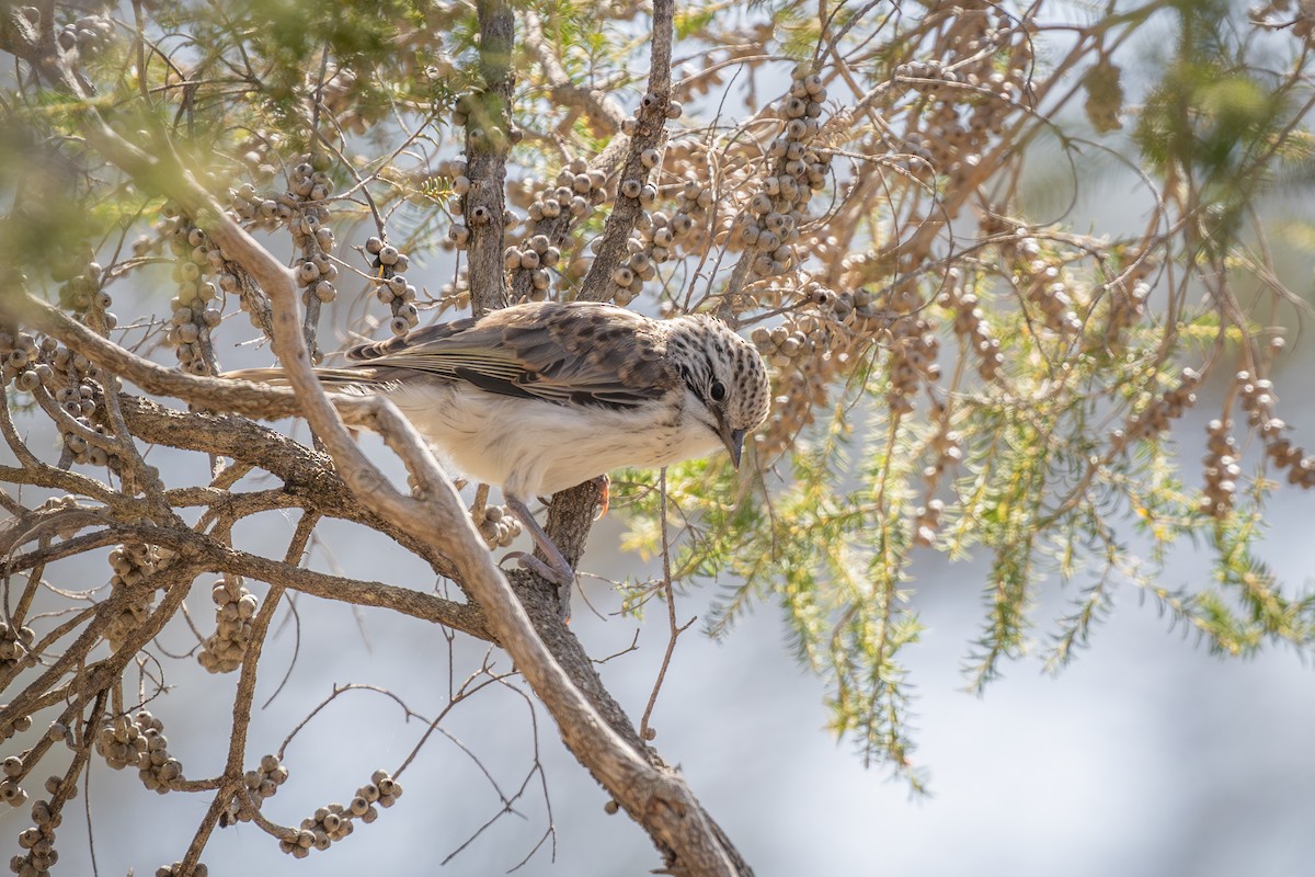 Striped Honeyeater - ML611114802