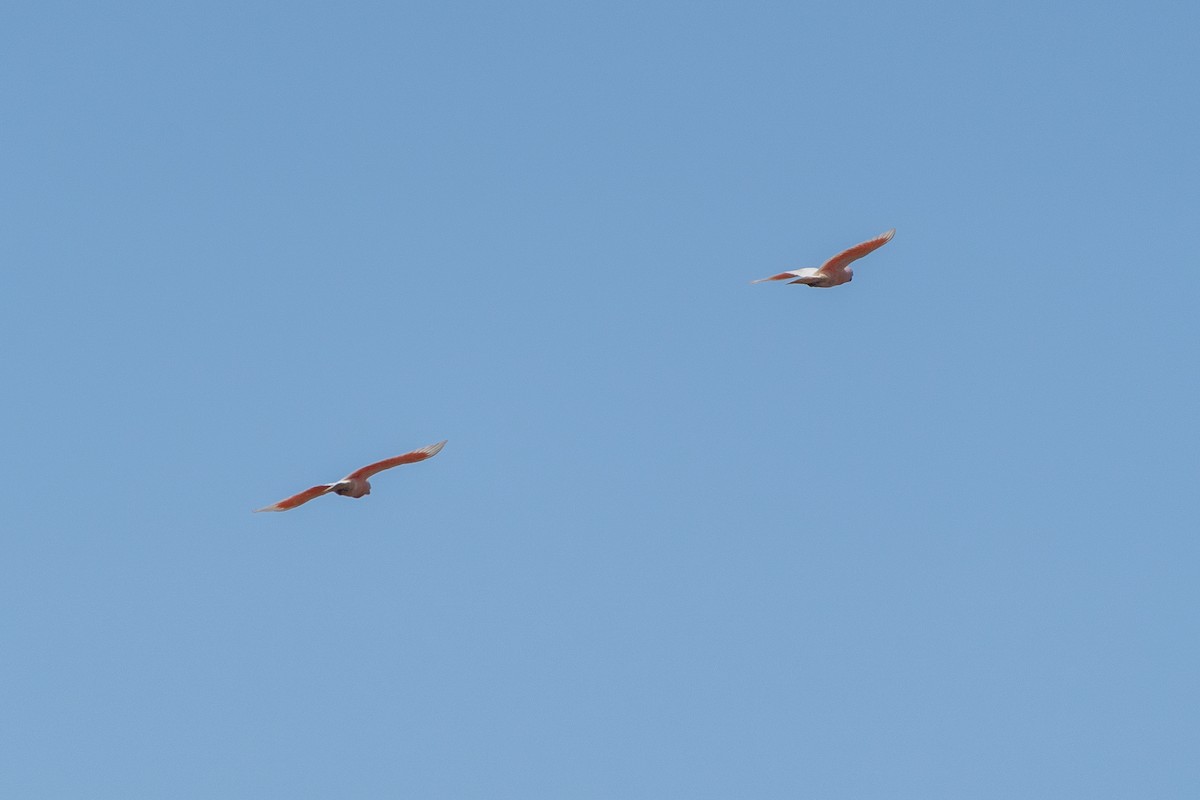 Pink Cockatoo - ML611114824