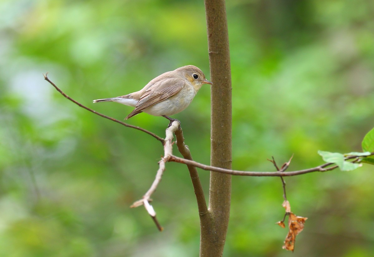 Red-breasted Flycatcher - Kenneth Lam