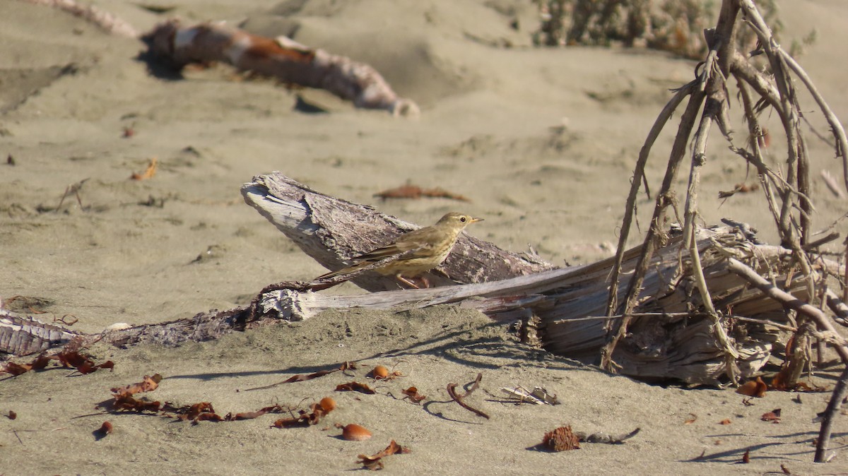 American Pipit - Petra Clayton