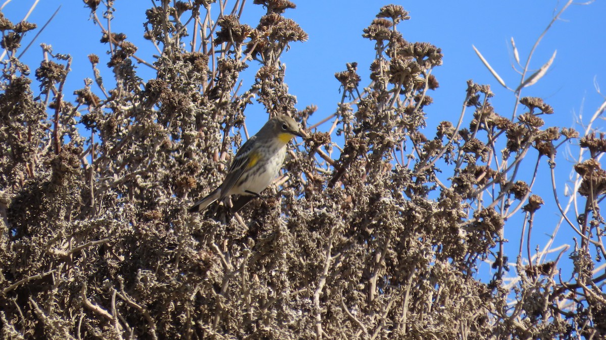 Yellow-rumped Warbler - ML611114977