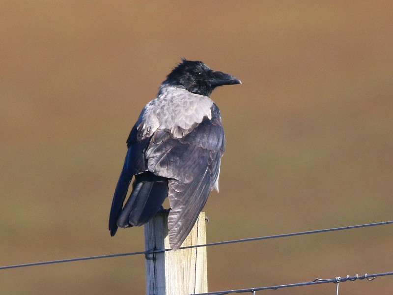 Hooded Crow - ML611115009