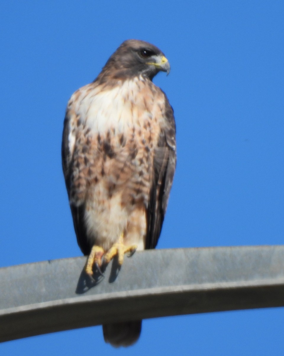 Red-tailed Hawk - ML611115027