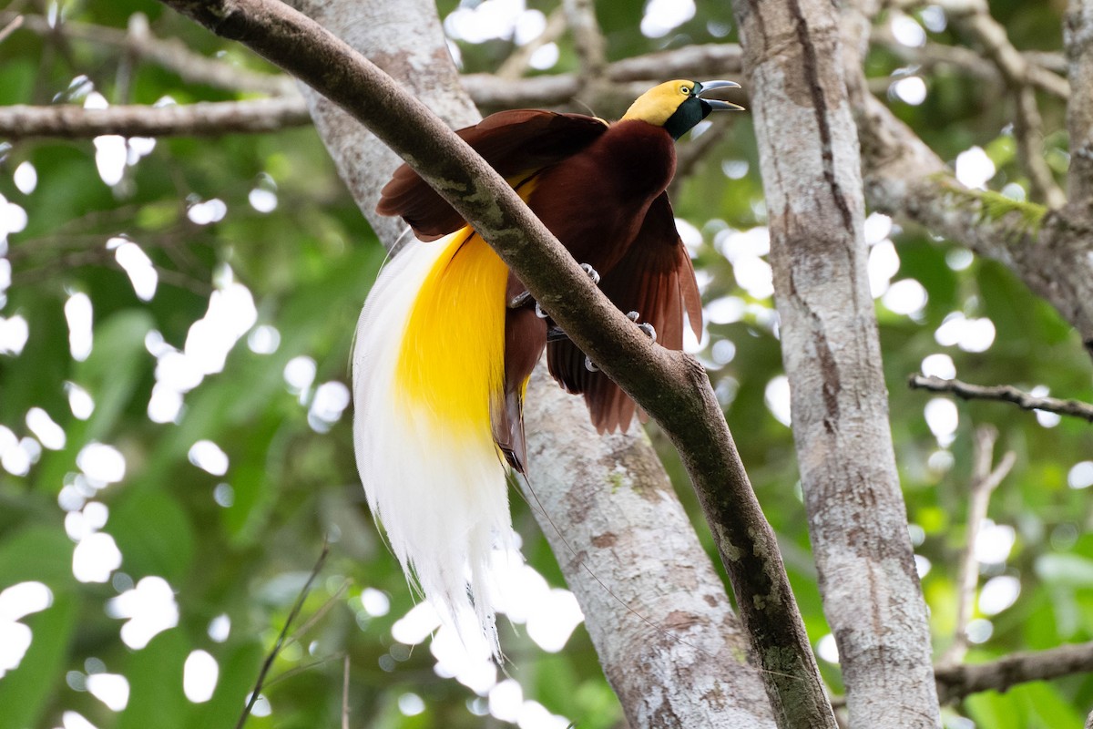 Lesser Bird-of-Paradise - ML611115049