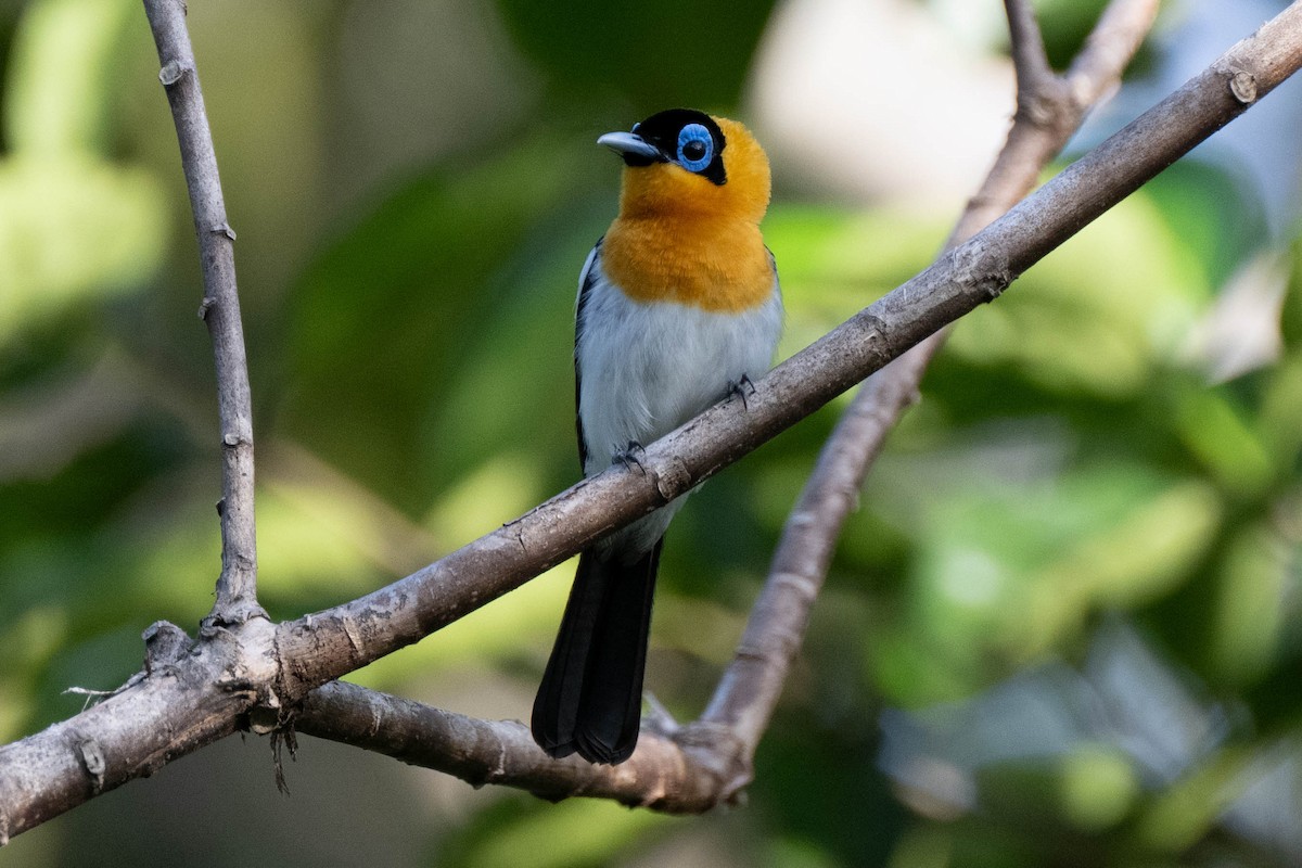 Ochre-collared Monarch - ML611115068