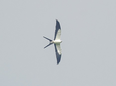 Swallow-tailed Kite - ML611115080