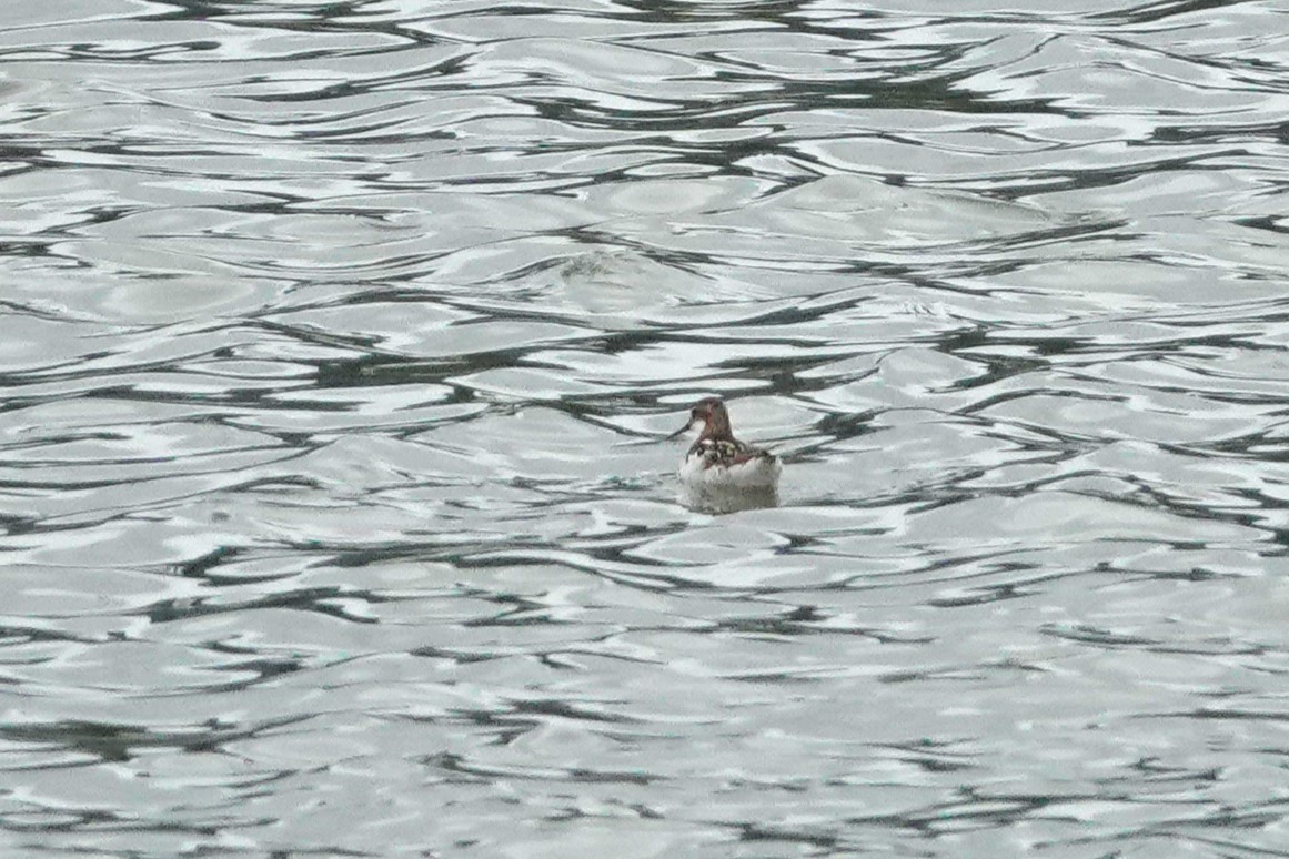 Red-necked Phalarope - ML611115168