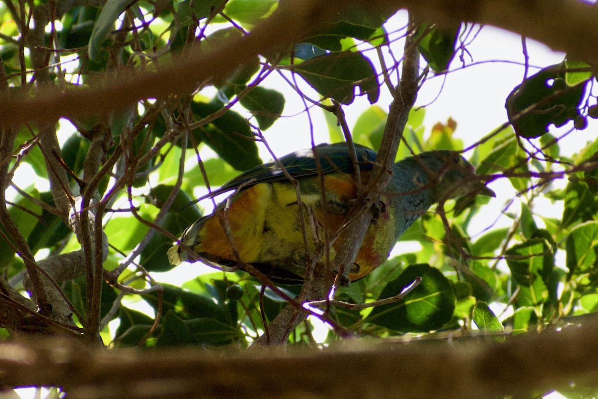 Rose-crowned Fruit-Dove - ML611115183
