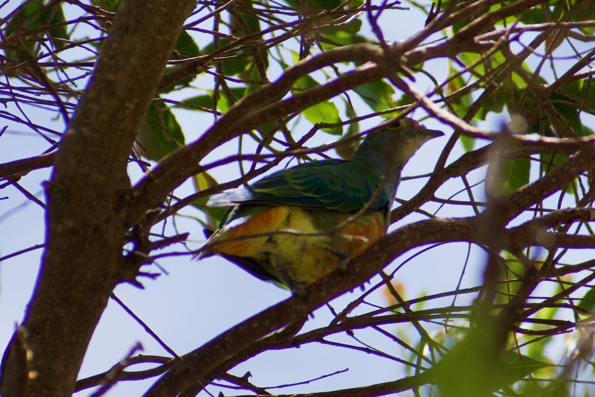 Rose-crowned Fruit-Dove - ML611115185