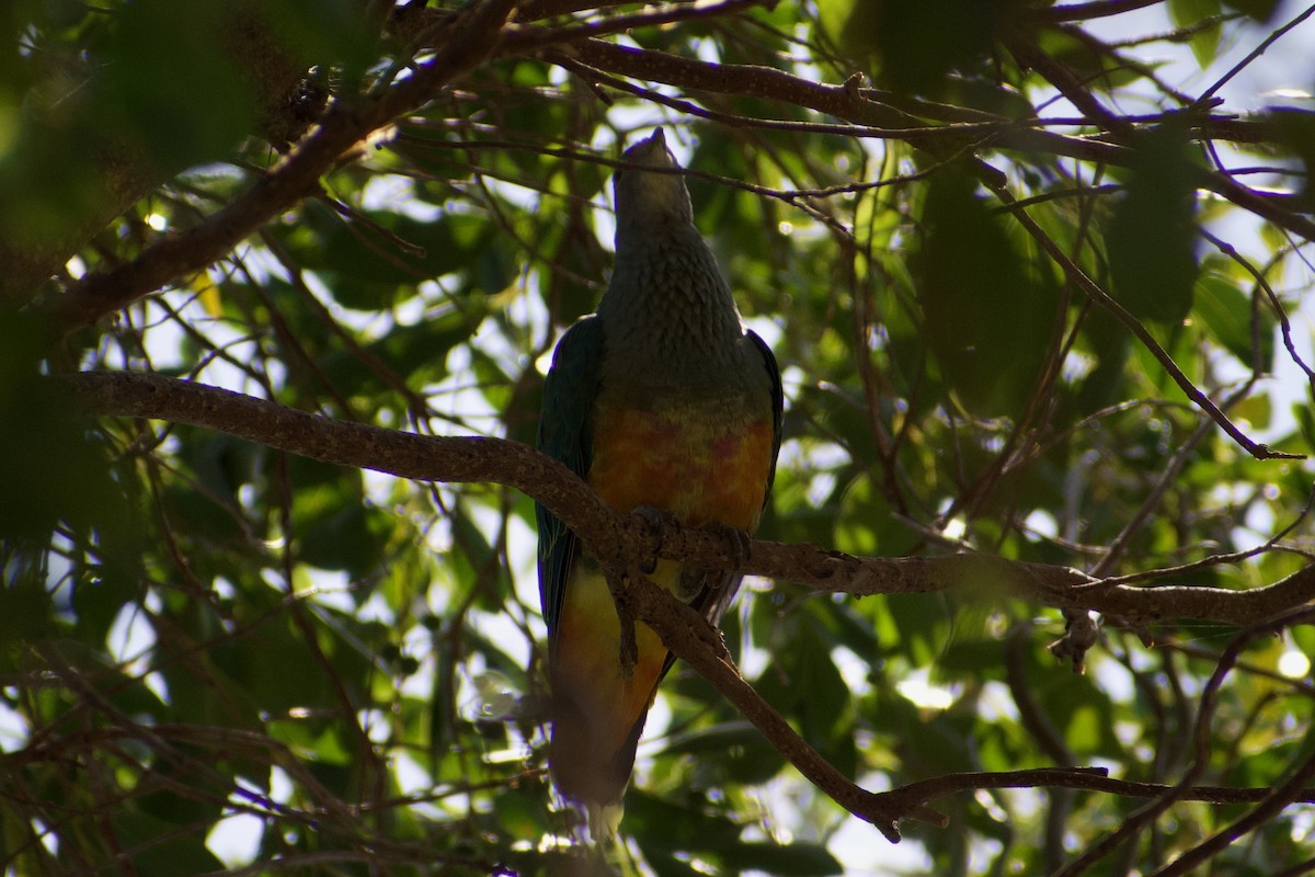 Rose-crowned Fruit-Dove - ML611115186