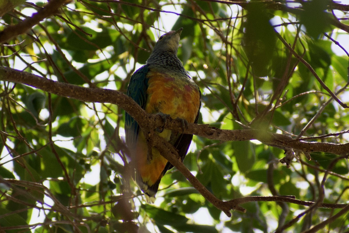 Rose-crowned Fruit-Dove - ML611115187