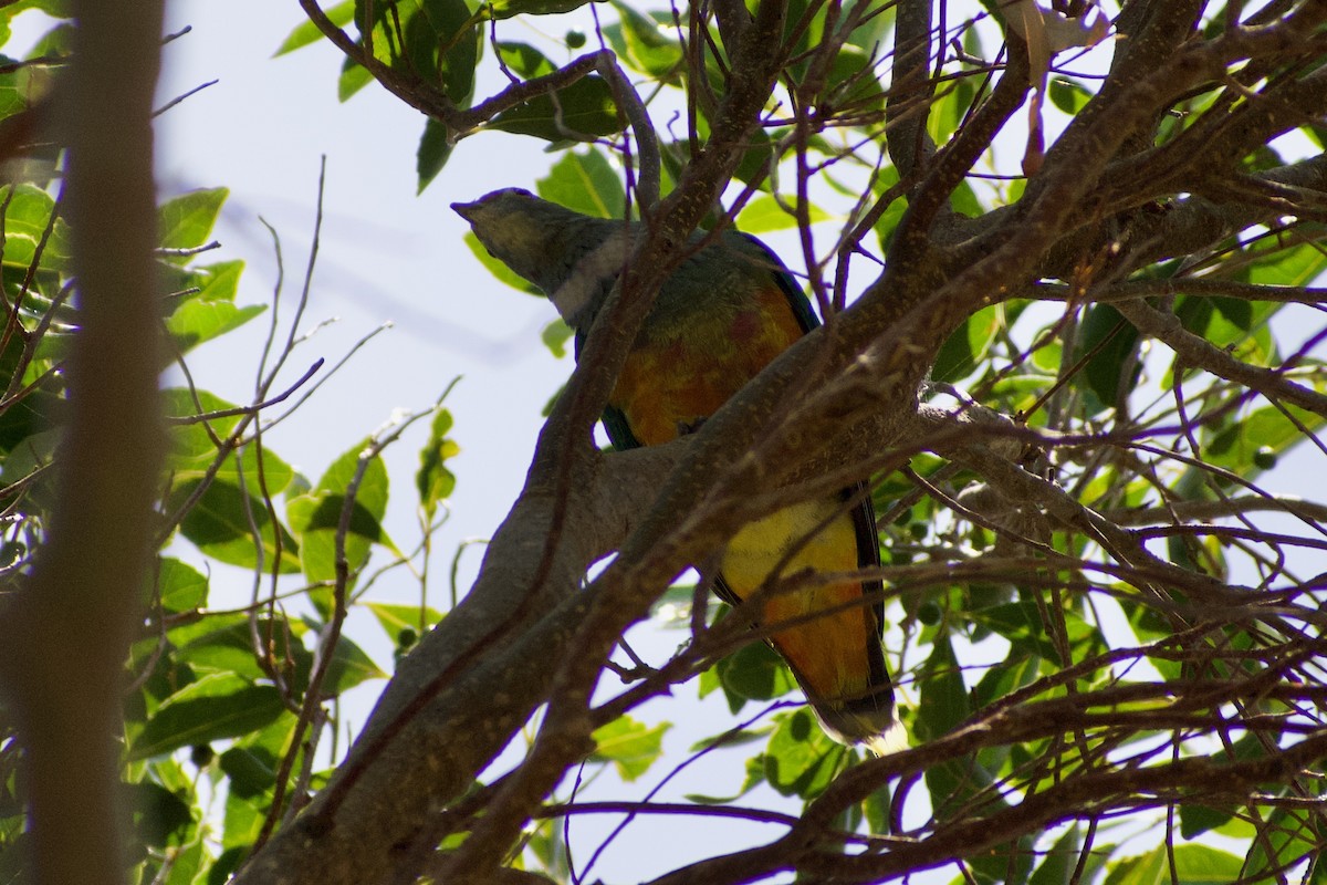 Rose-crowned Fruit-Dove - ML611115188
