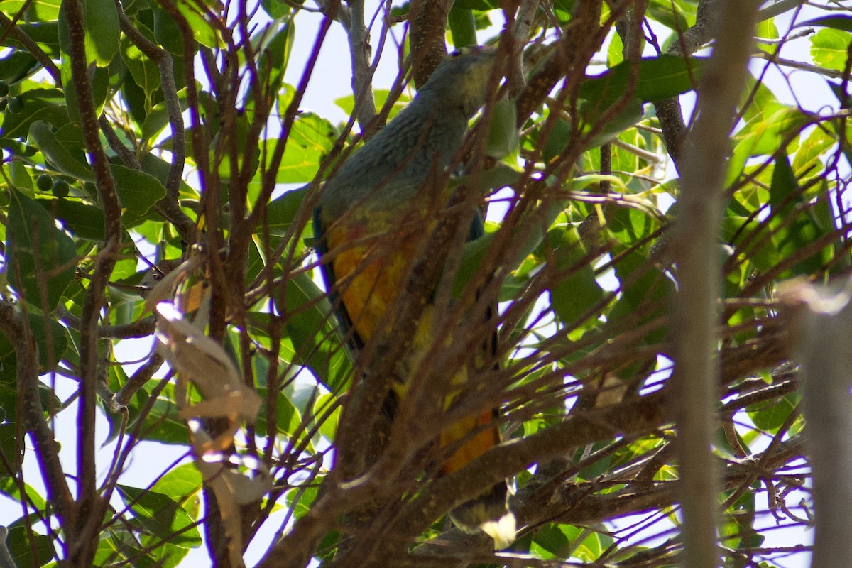 Rose-crowned Fruit-Dove - ML611115189