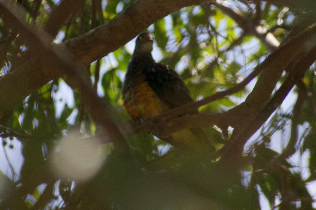 Rose-crowned Fruit-Dove - ML611115190