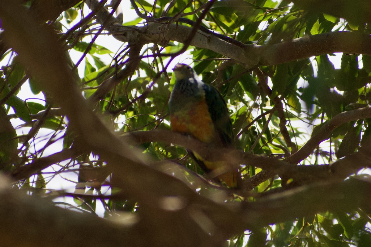 Rose-crowned Fruit-Dove - ML611115192