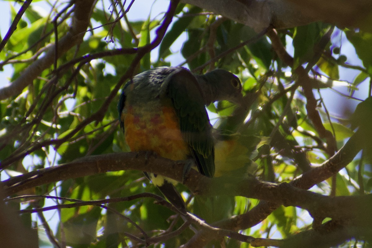 Rose-crowned Fruit-Dove - ML611115193