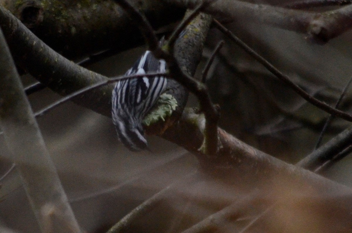 Black-and-white Warbler - ML611115259