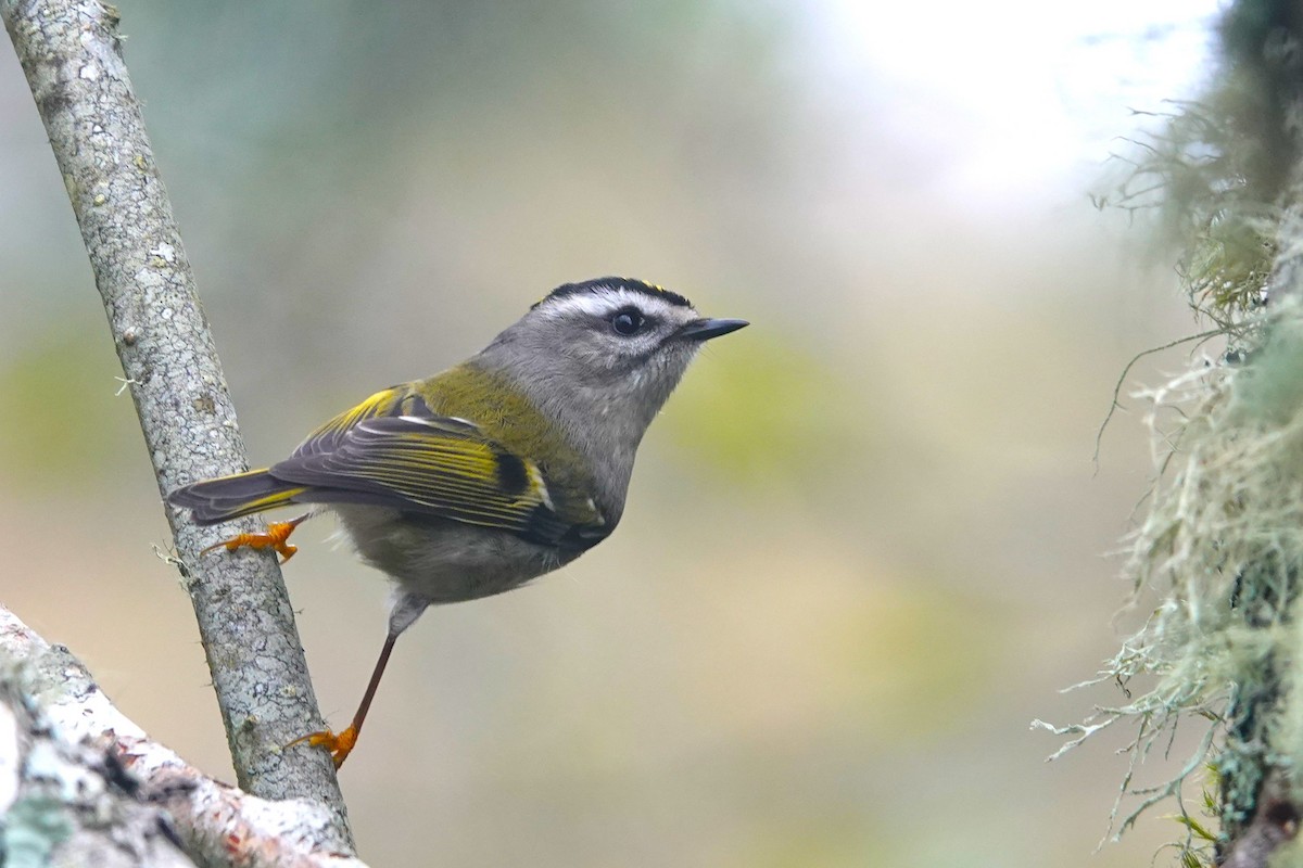 Roitelet à couronne dorée - ML611115325