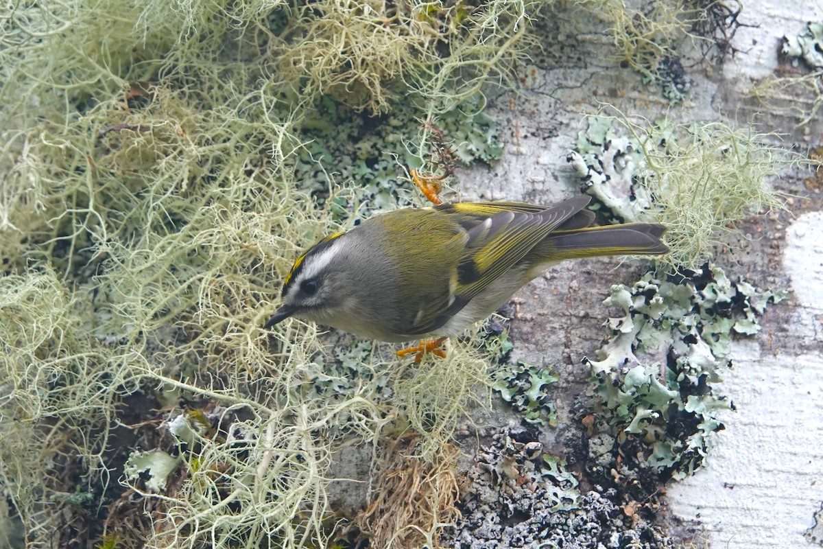 Golden-crowned Kinglet - ML611115326