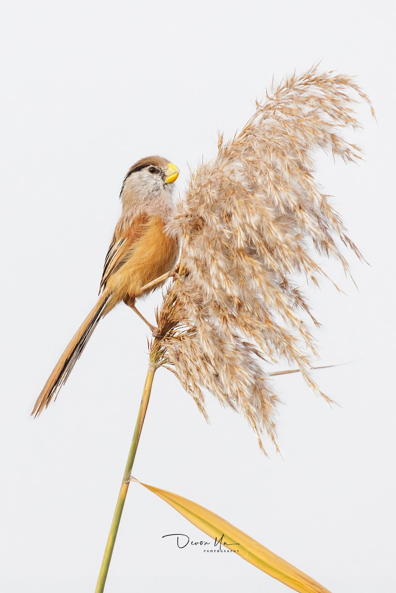 Reed Parrotbill - ML611115345