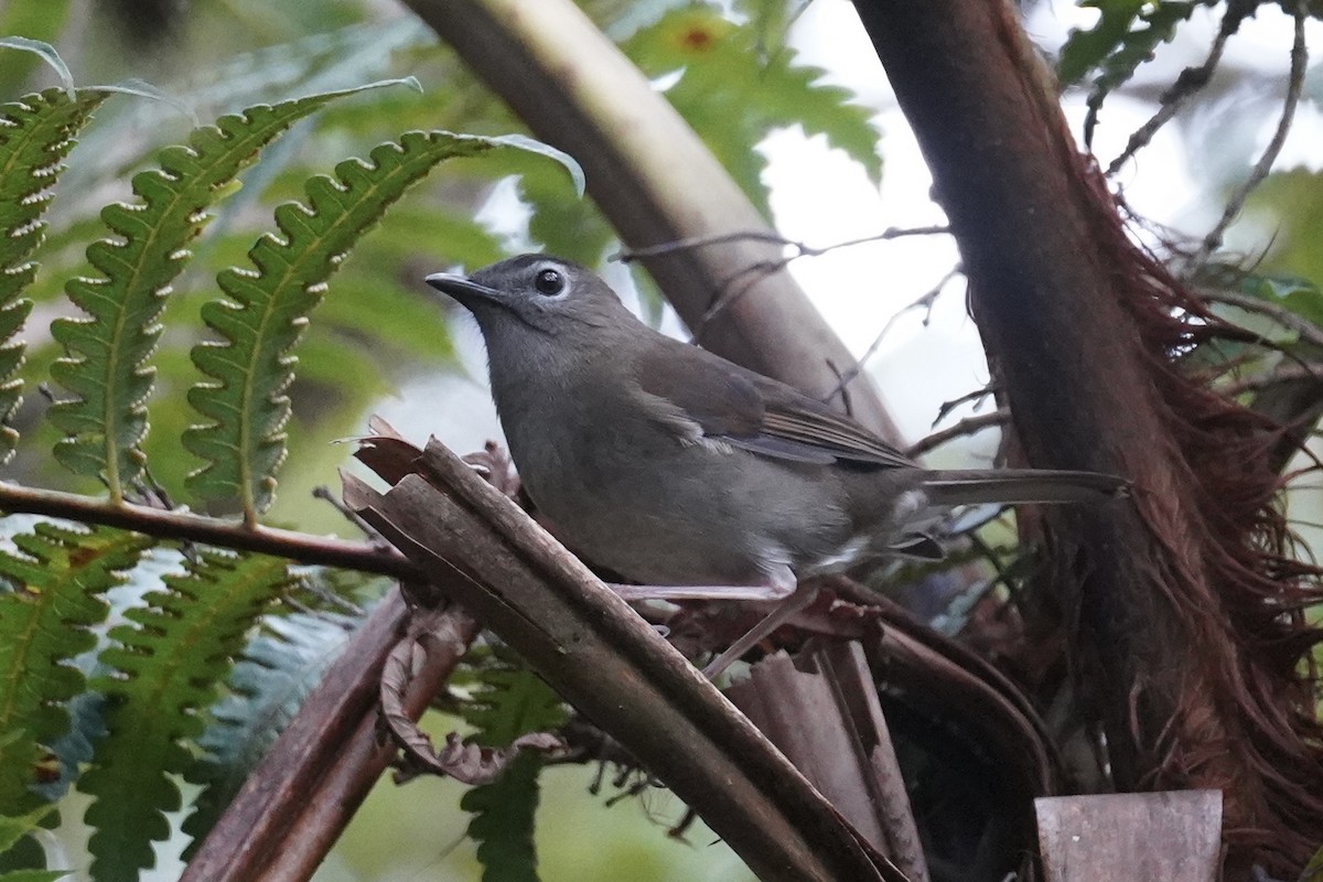 Solitario Puaiohi - ML611115438