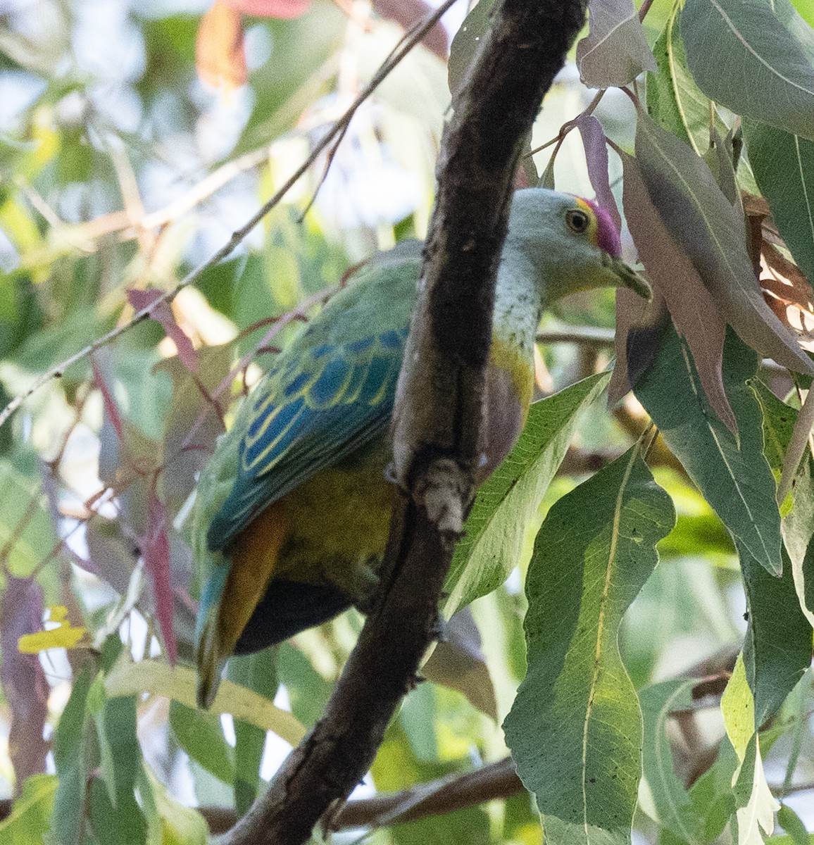 Rose-crowned Fruit-Dove - ML611115670