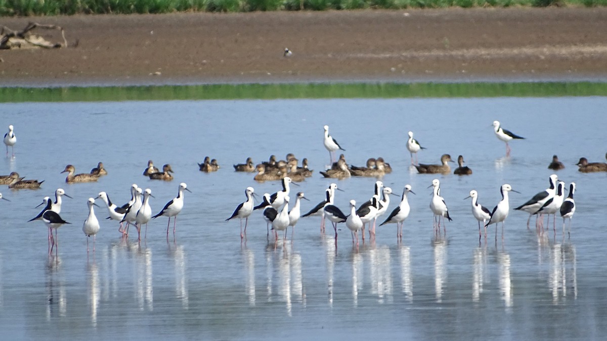 Pied Stilt - ML611115692