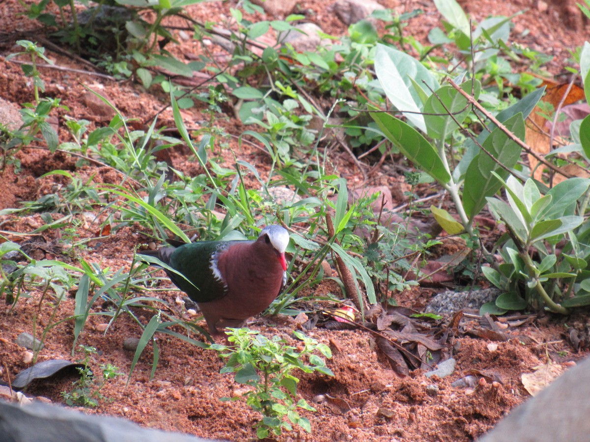 Asian Emerald Dove - ML611115697