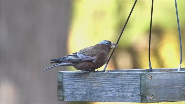 Roselin à tête grise - ML611115723