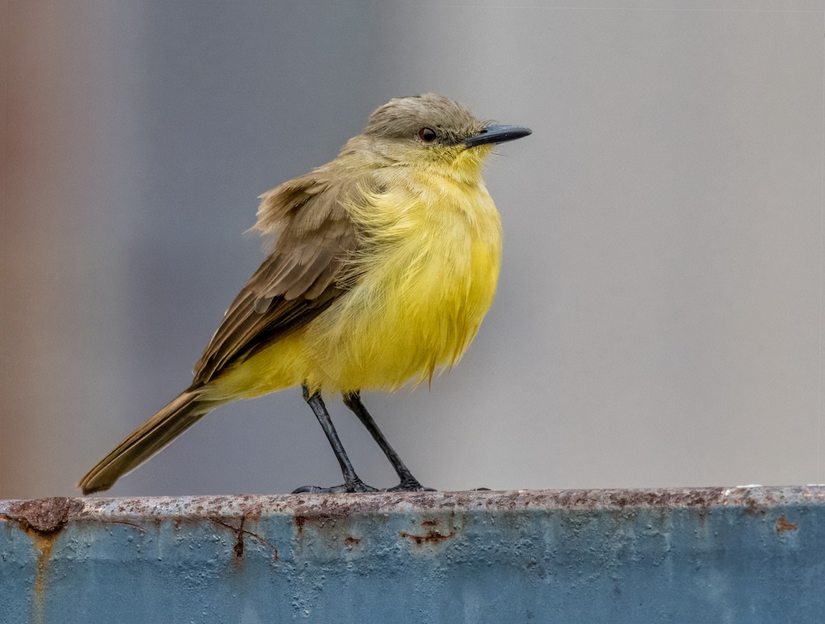 Cattle Tyrant - Steven Meisel