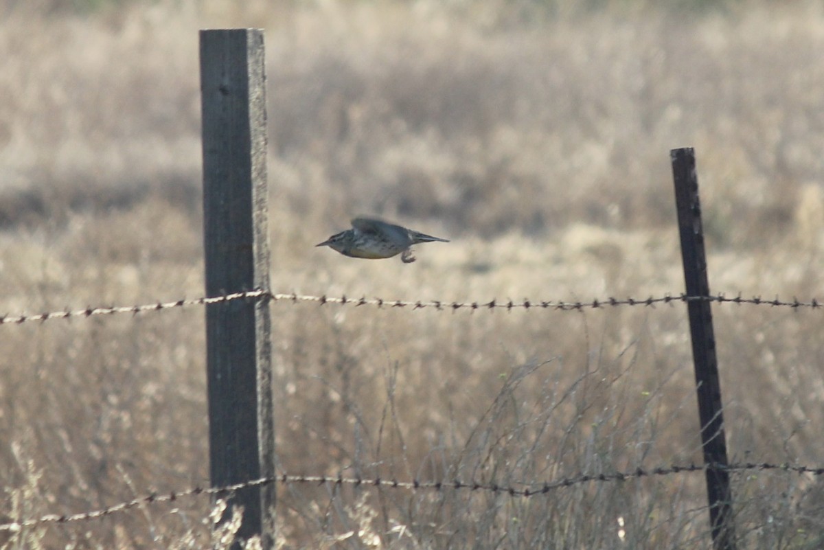 Western Meadowlark - Simon Westley