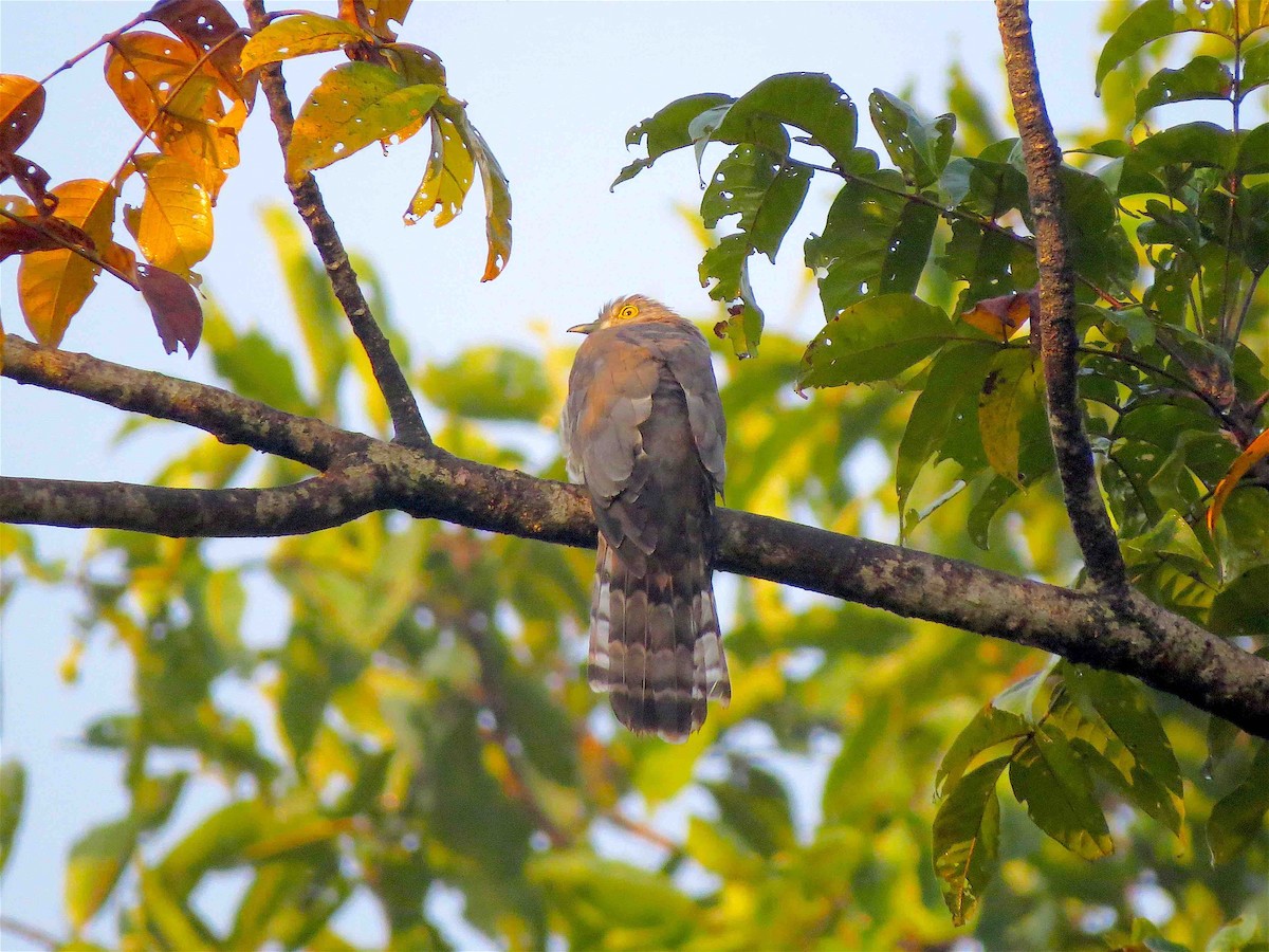 Common Hawk-Cuckoo - ML611115777