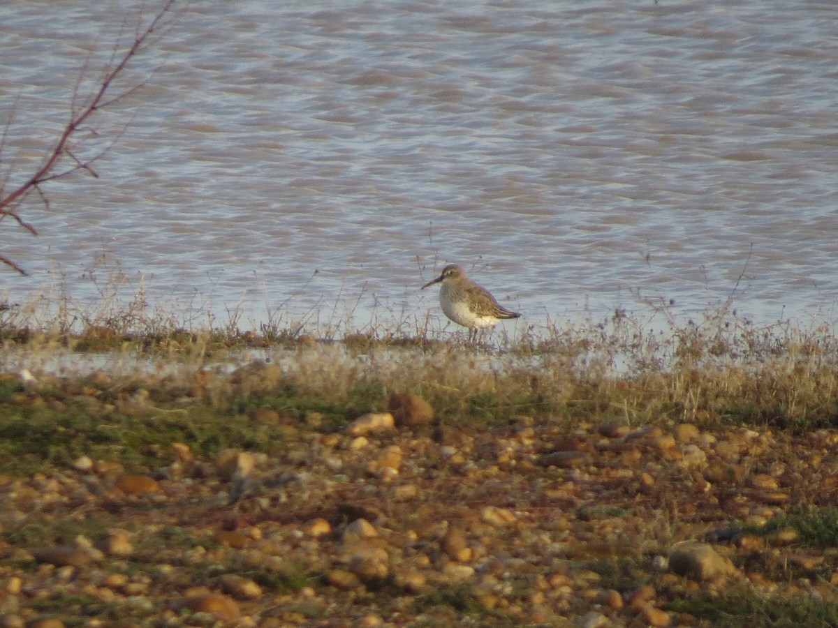 Dunlin - ML611115888