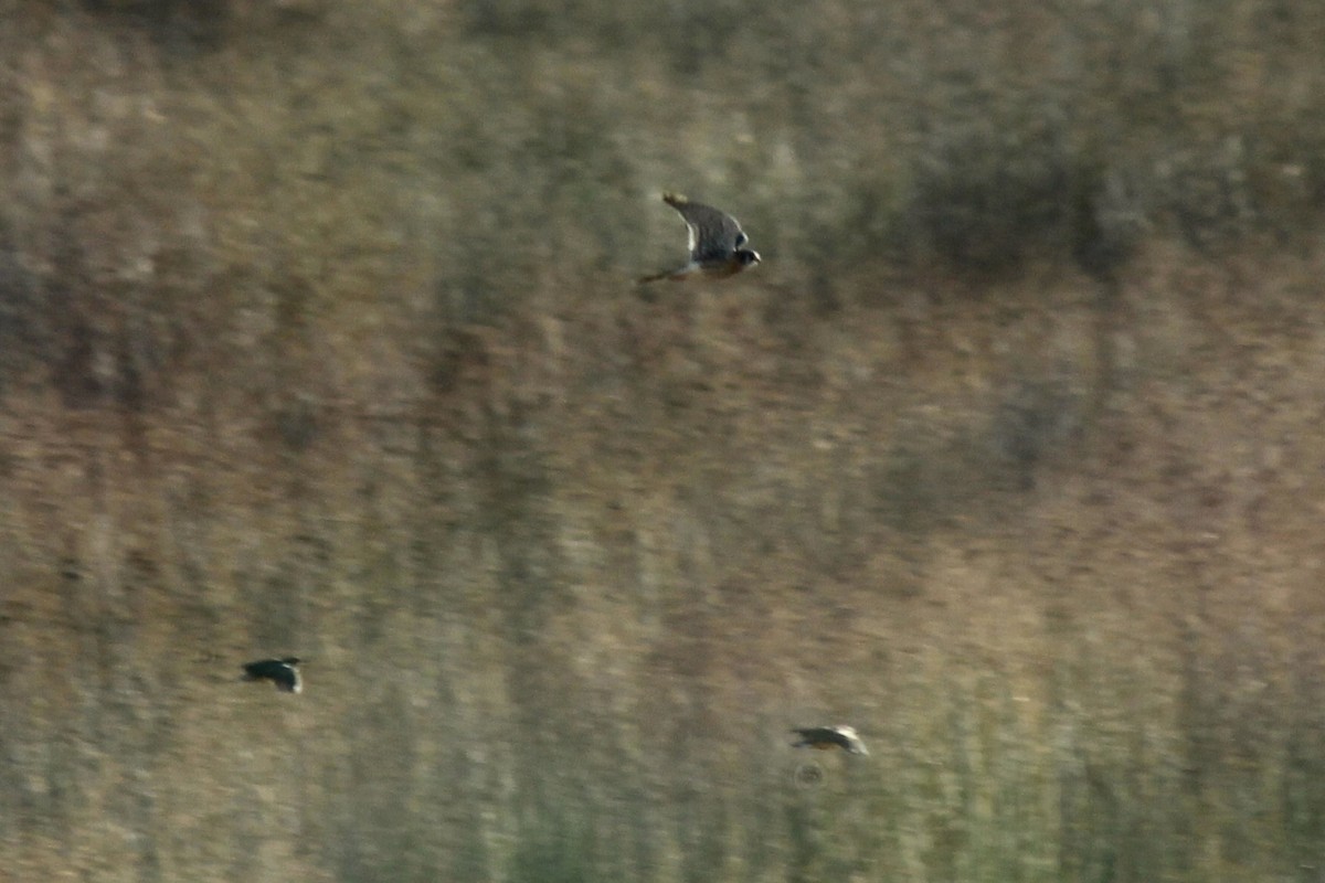 American Kestrel - ML611116002