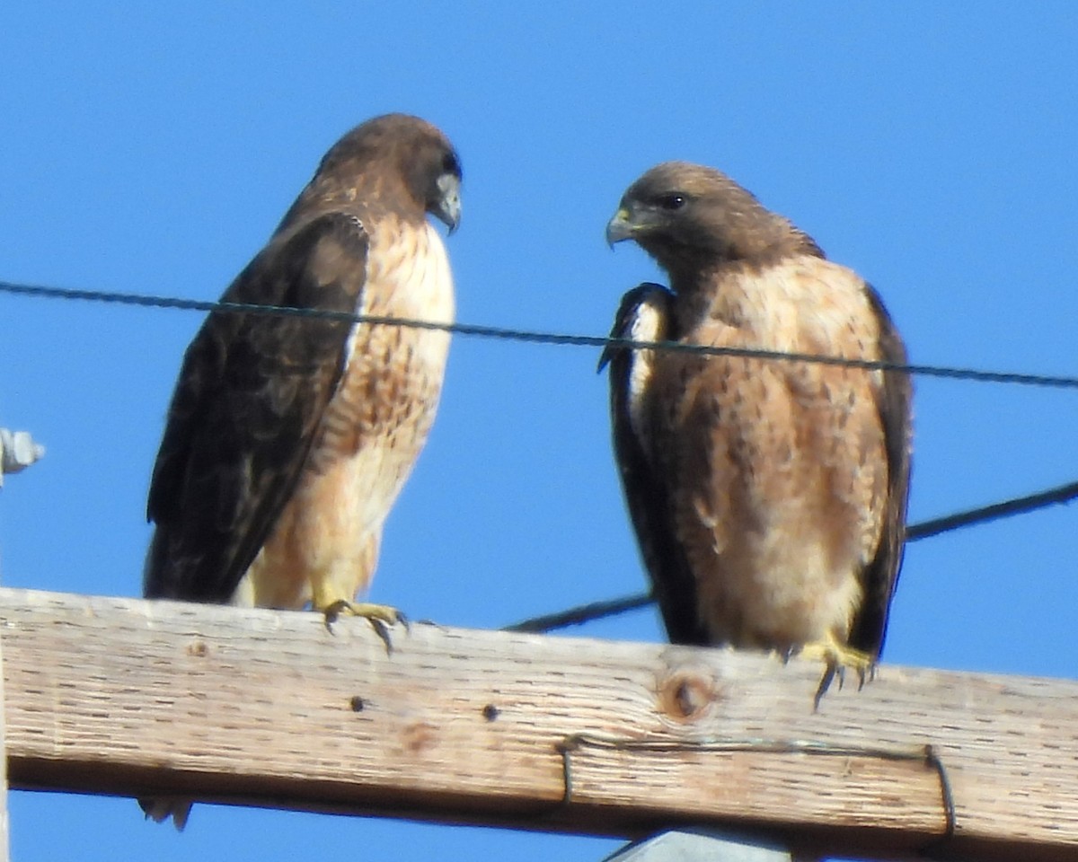 Red-tailed Hawk - ML611116004