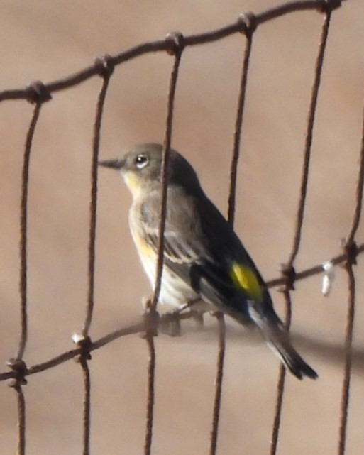 Yellow-rumped Warbler - ML611116019