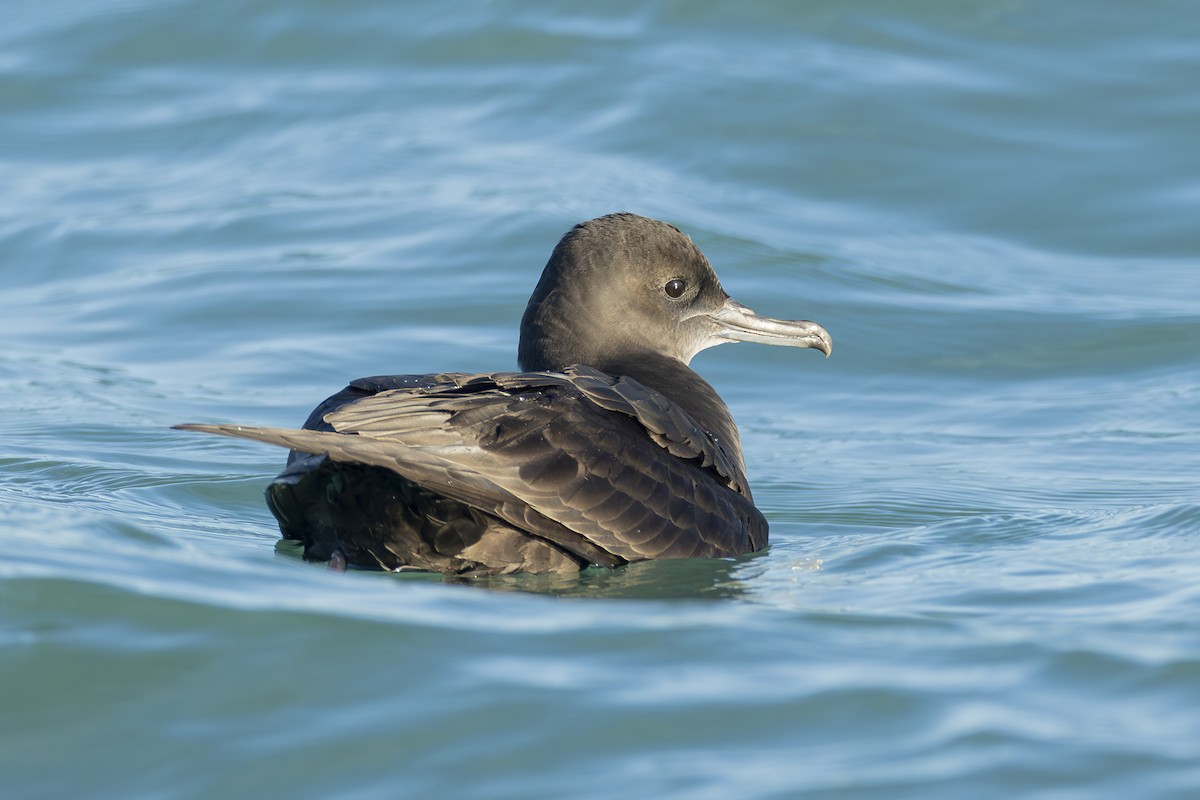 Sooty Shearwater - ML611116050